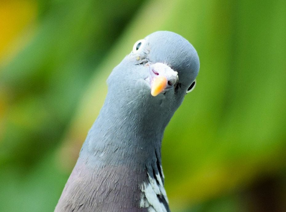 Public pigeon
