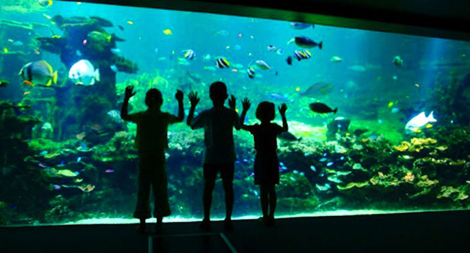 nausicaa aquarium