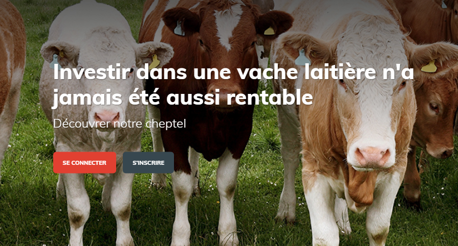 patrimoine bovin