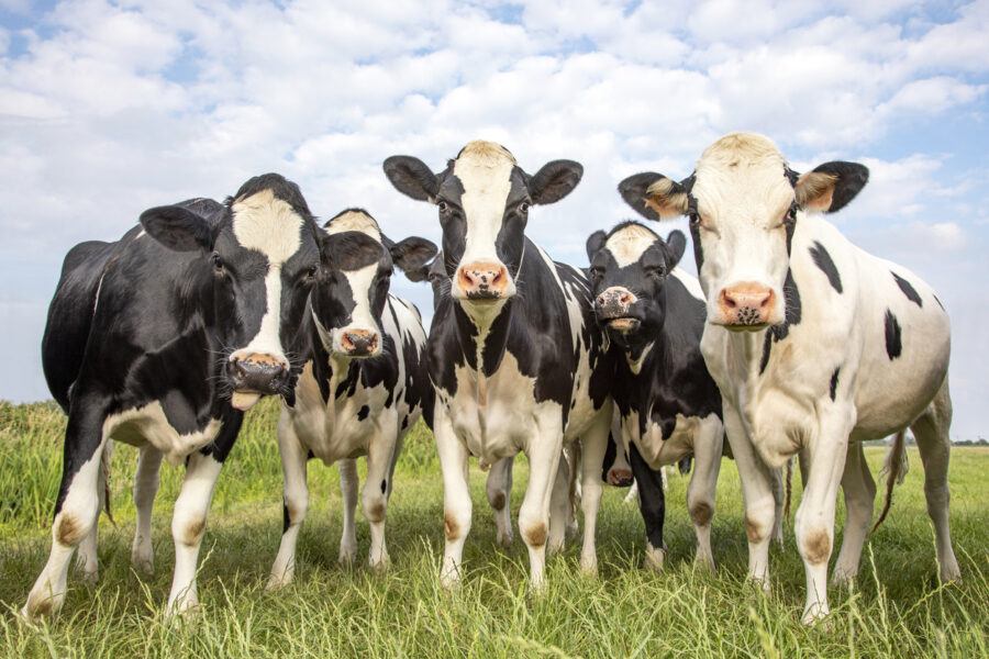 l'arnaque aux vaches laitières