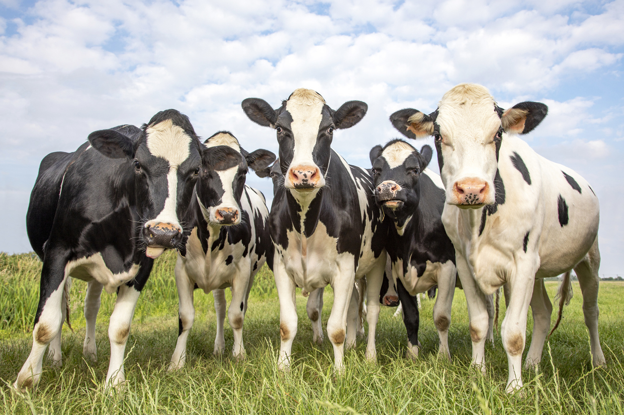 l'arnaque aux vaches laitières