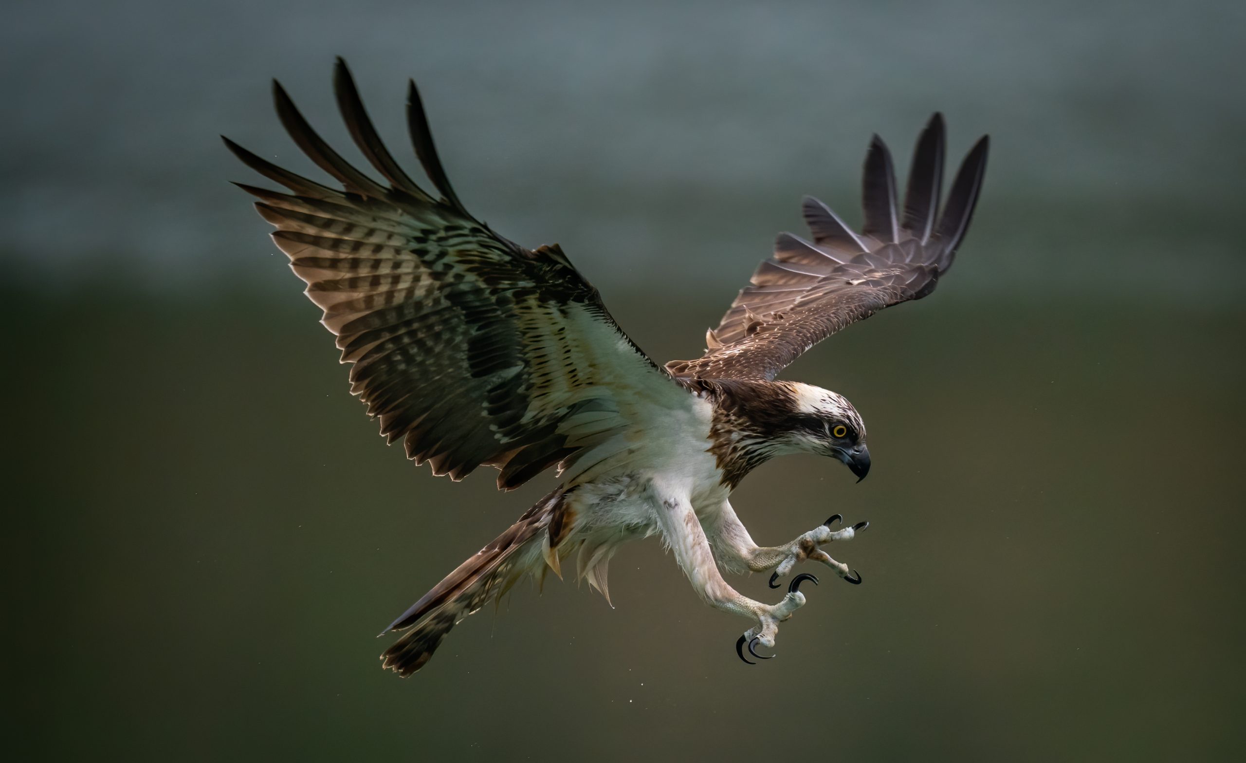 amazing osprey sea hawk trying hunt 1 scaled 1